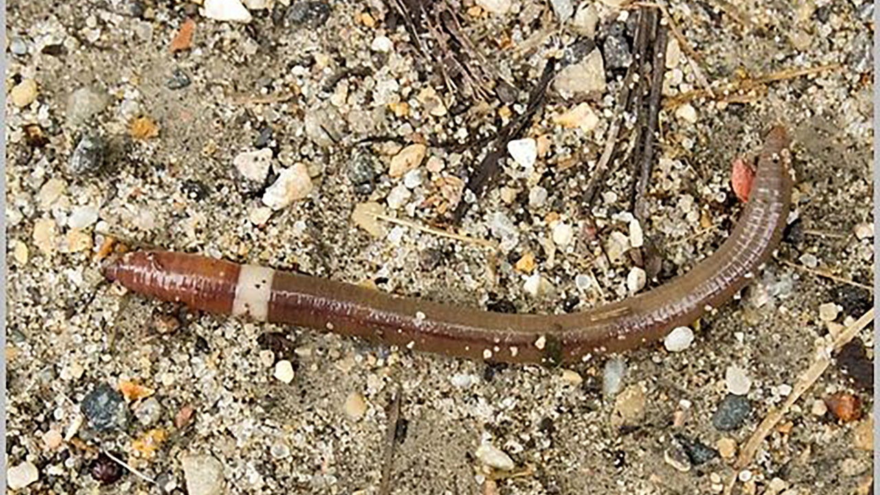 Invasive jumping worms are spreading in the US, and they can't be eradicated