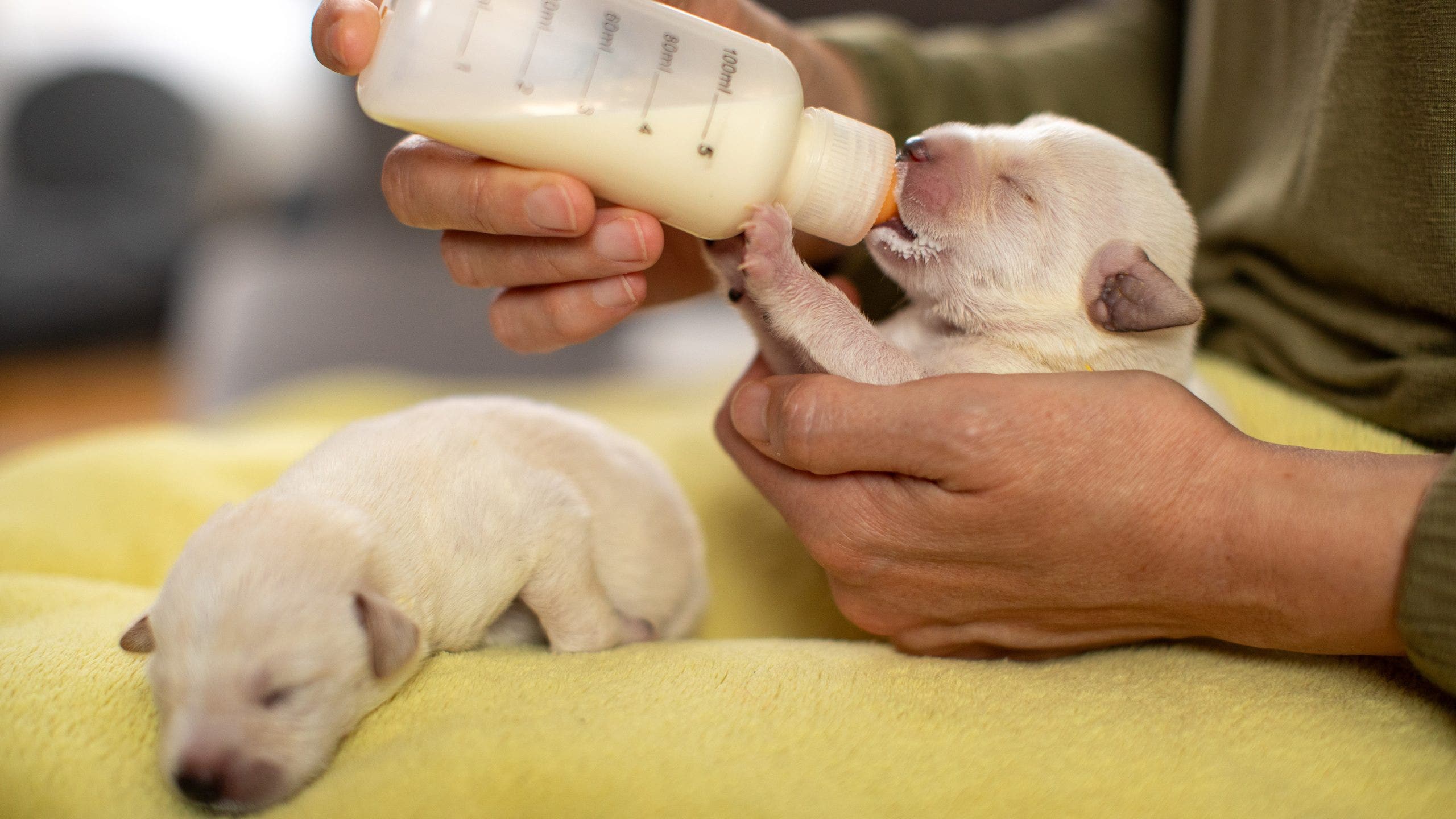 Supplement for newborn puppies sold nationwide recalled; see the impacted products