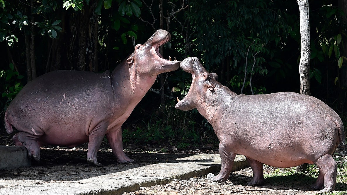 Hippos connected to Pablo Escobar face culling in Colombia