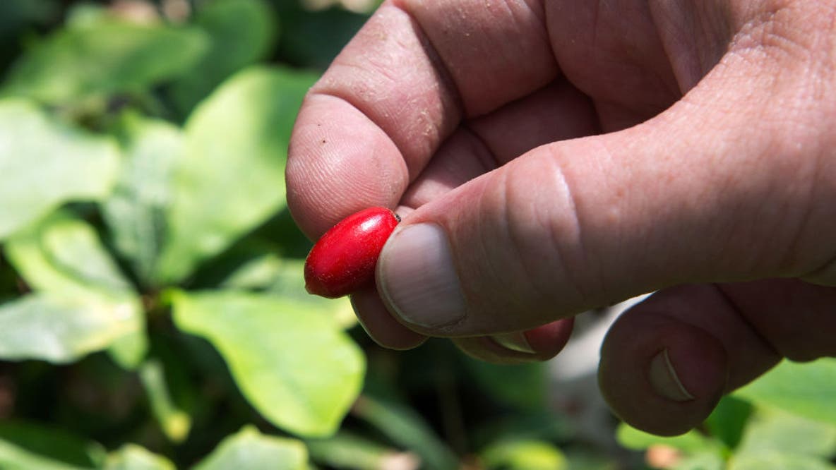 ‘Miracle fruit’ may help cancer patients fight chemo-related weight loss