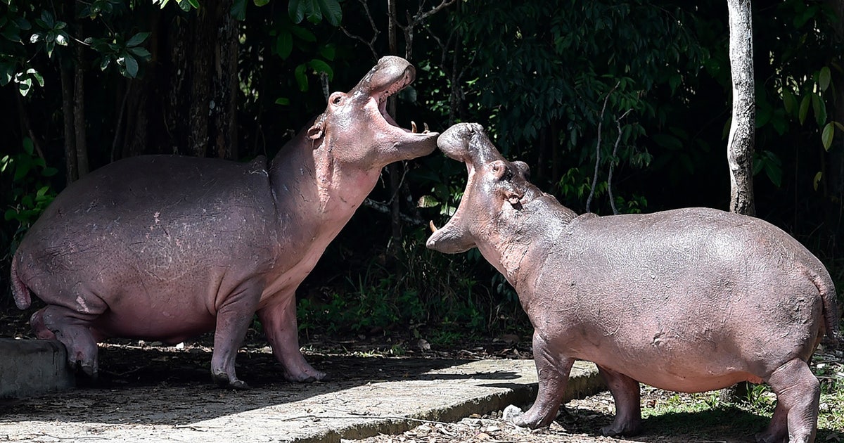 Hippos connected to Pablo Escobar face culling in Colombia