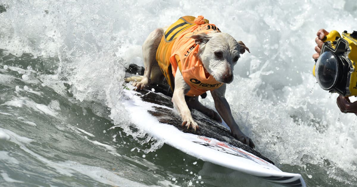 Sugar the surfing dog, beloved wave-riding champion and therapy hero, dies at 16