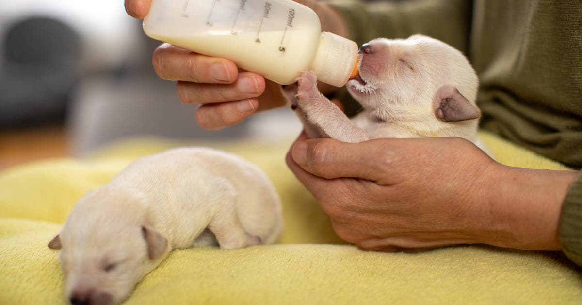Supplement for newborn puppies sold nationwide recalled; see the impacted products