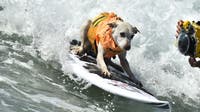 Sugar the surfing dog, beloved wave-riding champion and therapy hero, dies at 16