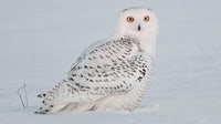 Snowy owl, hammerhead sharks among 40 species gaining CMS protections