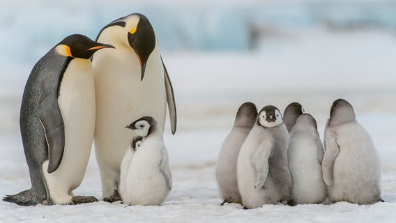 IUCN Red List: Emperor penguins and Antarctic fur seals added to endangered list
