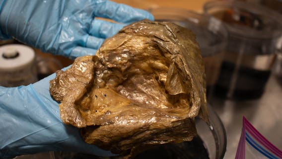 NOAA finally identifies ‘golden orb’; here’s what it is