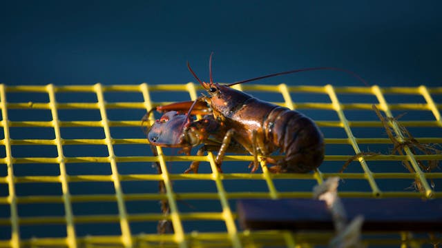 Maine lobsterman found dead after boat discovered adrift overnight