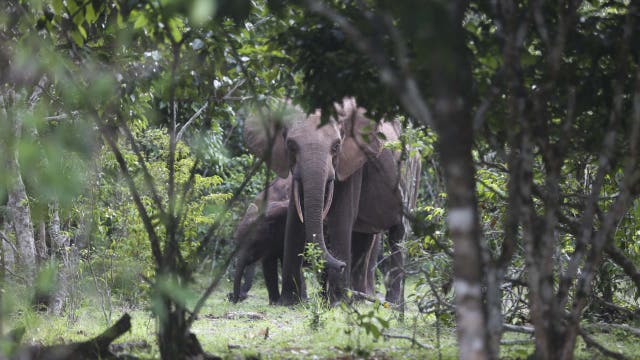 California millionaire trampled to death by elephants while on African hunting expedition