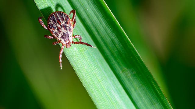 Early tick surge raises concerns for spike in Lyme, other diseases
