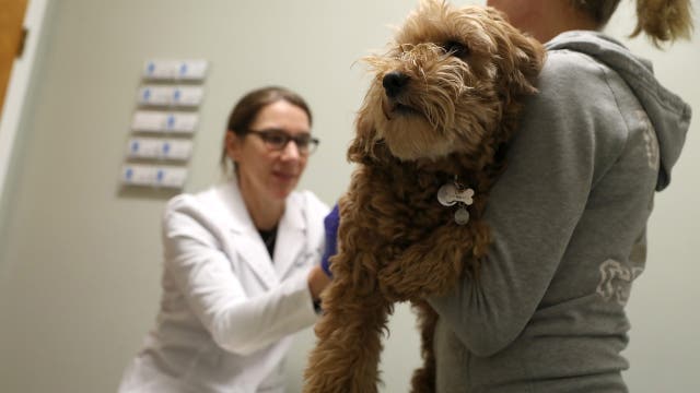 As marijuana use widens, vets are treating more pets for cannabis poisoning