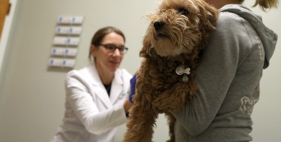 As marijuana use widens, vets are treating more pets for cannabis poisoning