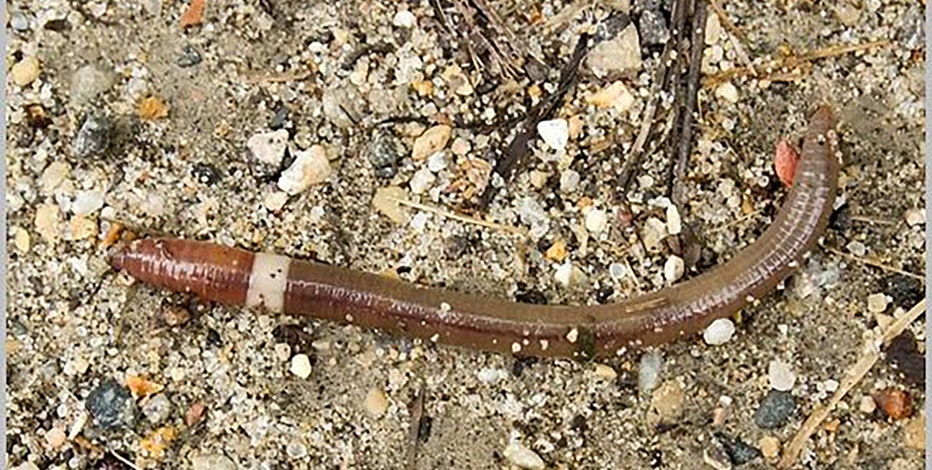 Invasive jumping worms are spreading in the US, and they can't be eradicated