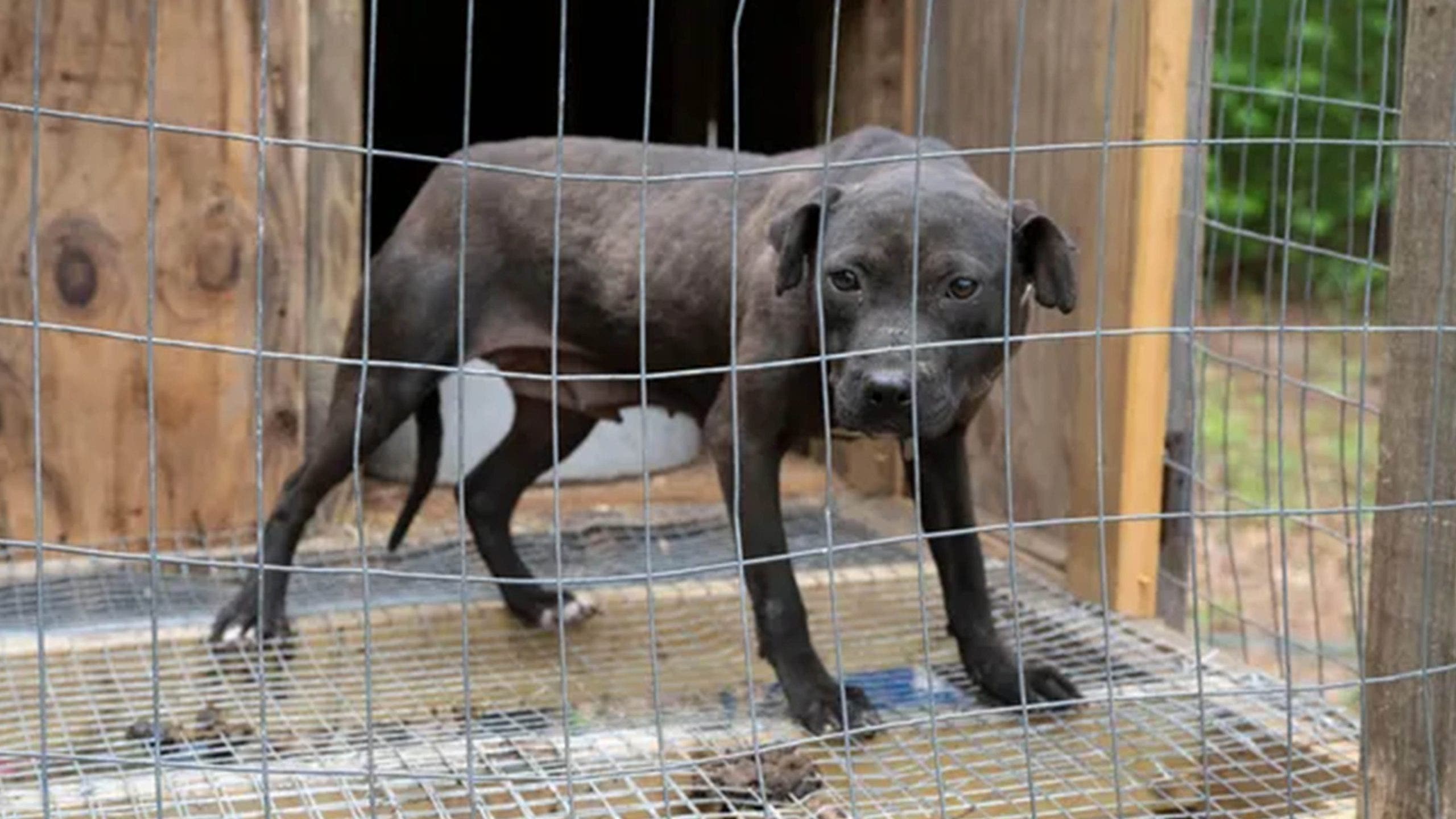 34 dogs rescued in suspected dogfighting operation; sheriff’s deputy, 3 others charged