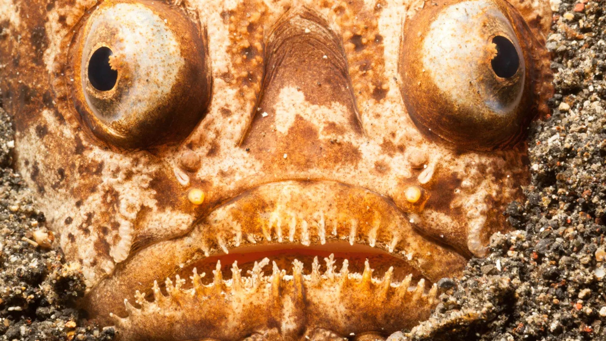 Deep-sea nightmare: The bone-chilling fish lurking along the ocean floor