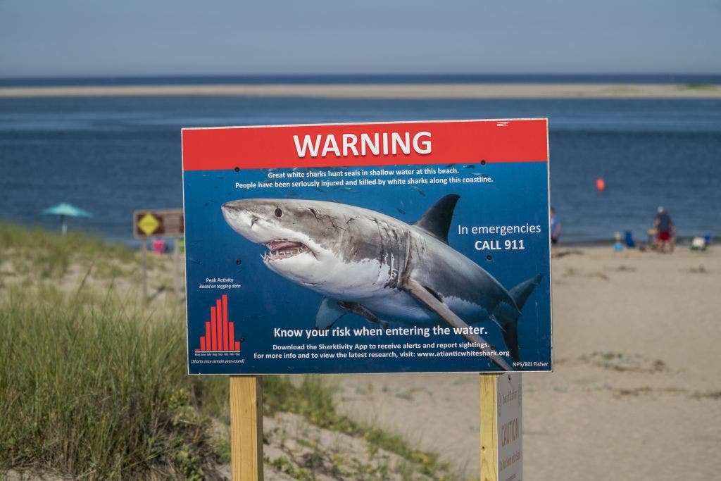 Man dies after 13-foot great white shark attack near island resort