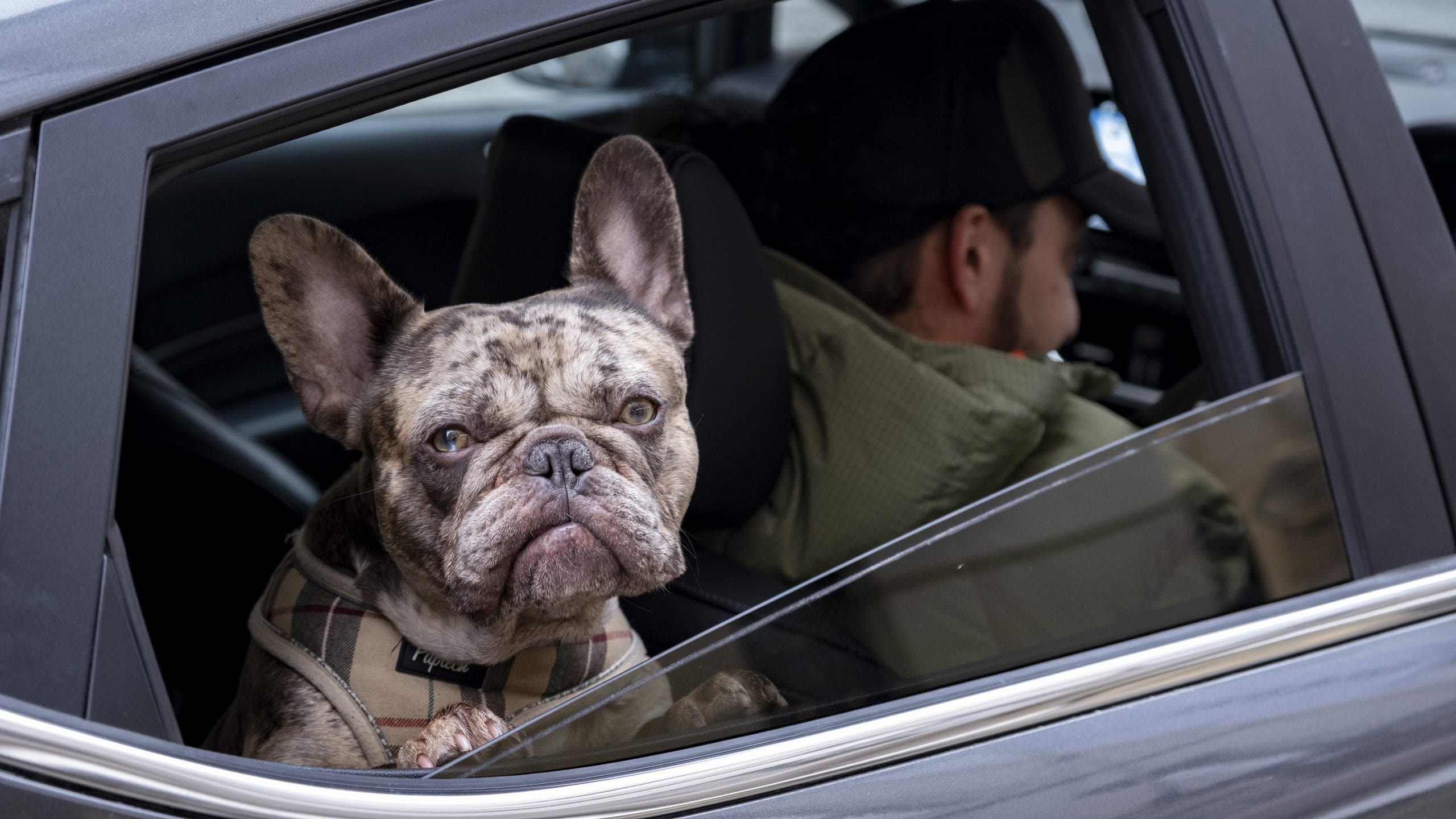 Here's how much it costs to own a dog or cat in 2026