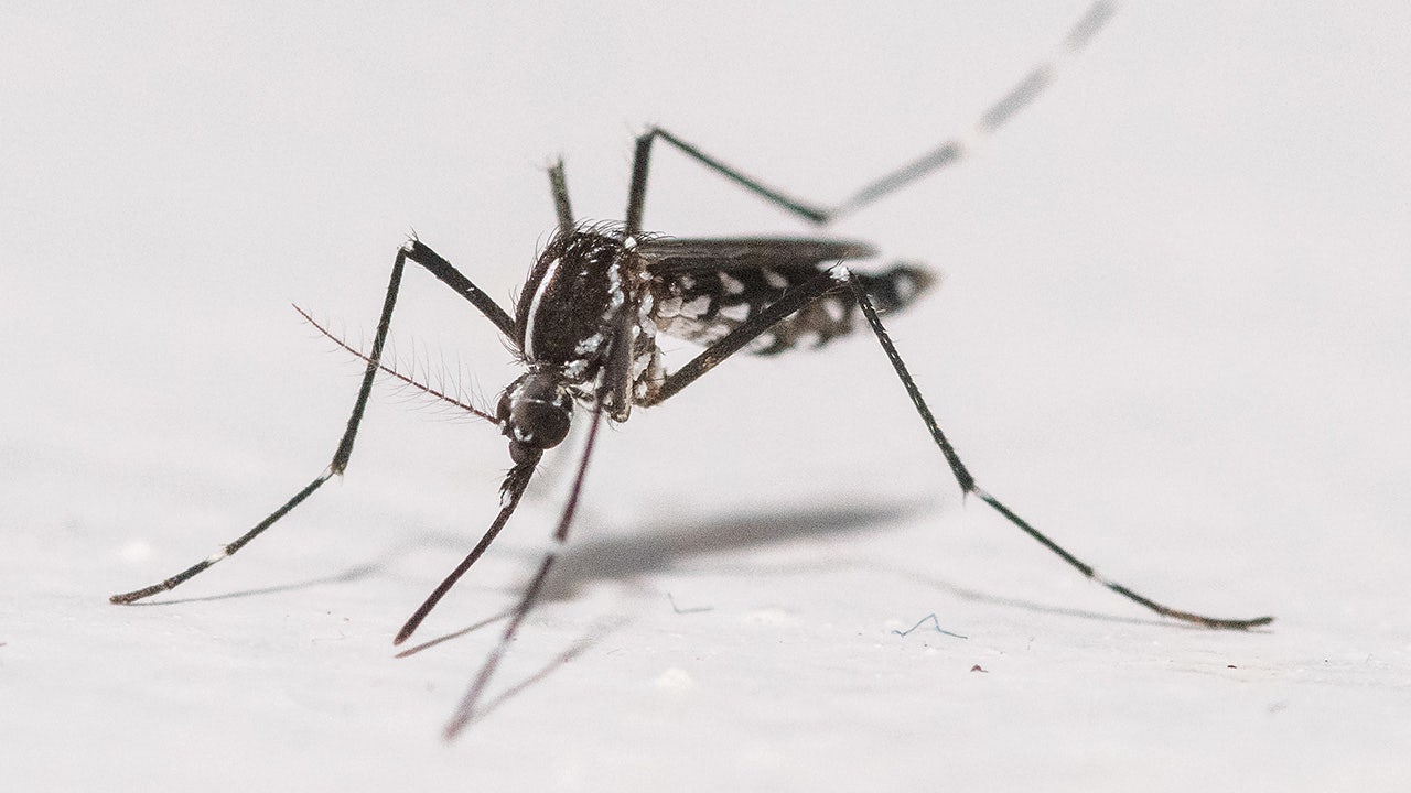 Google aims to release 64 million “good" mosquitoes in California and Florida