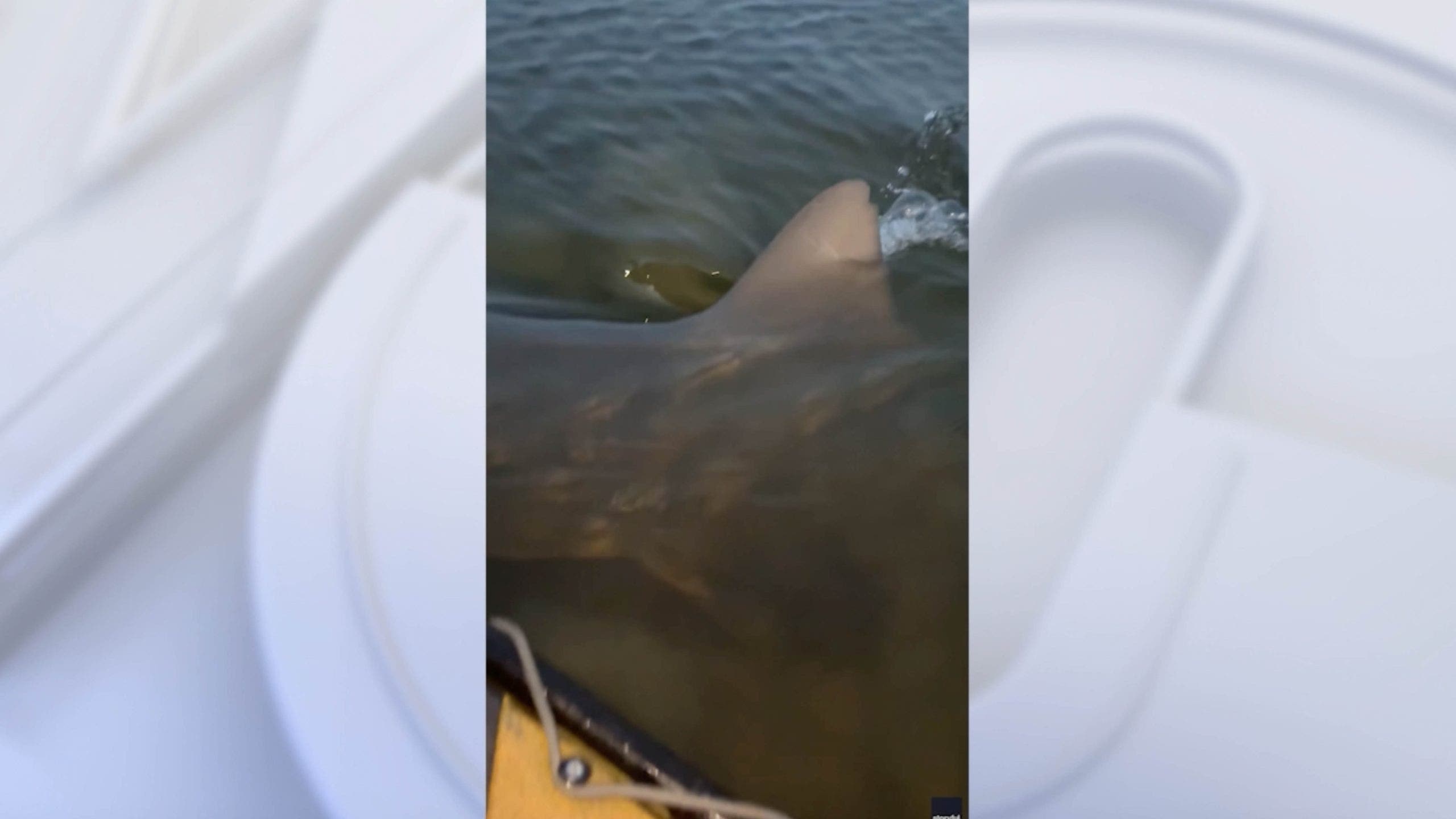 Watch: ‘Monster’ bull shark attacks Florida fisherman's kayak