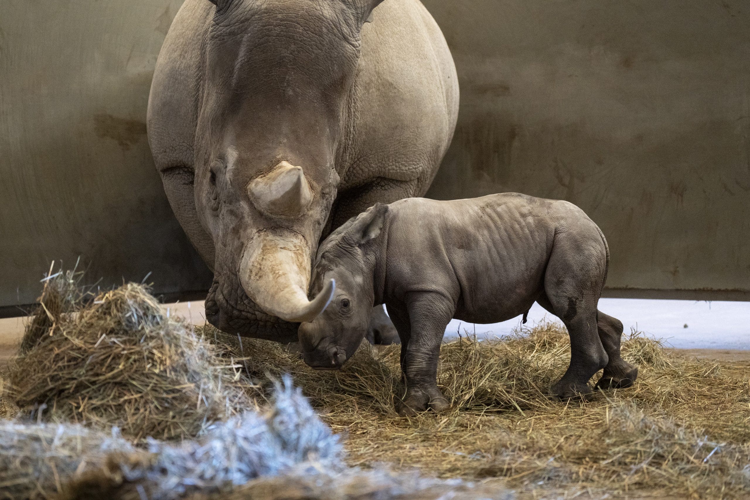 Swatting hoaxes trigger zoo evacuations nationwide