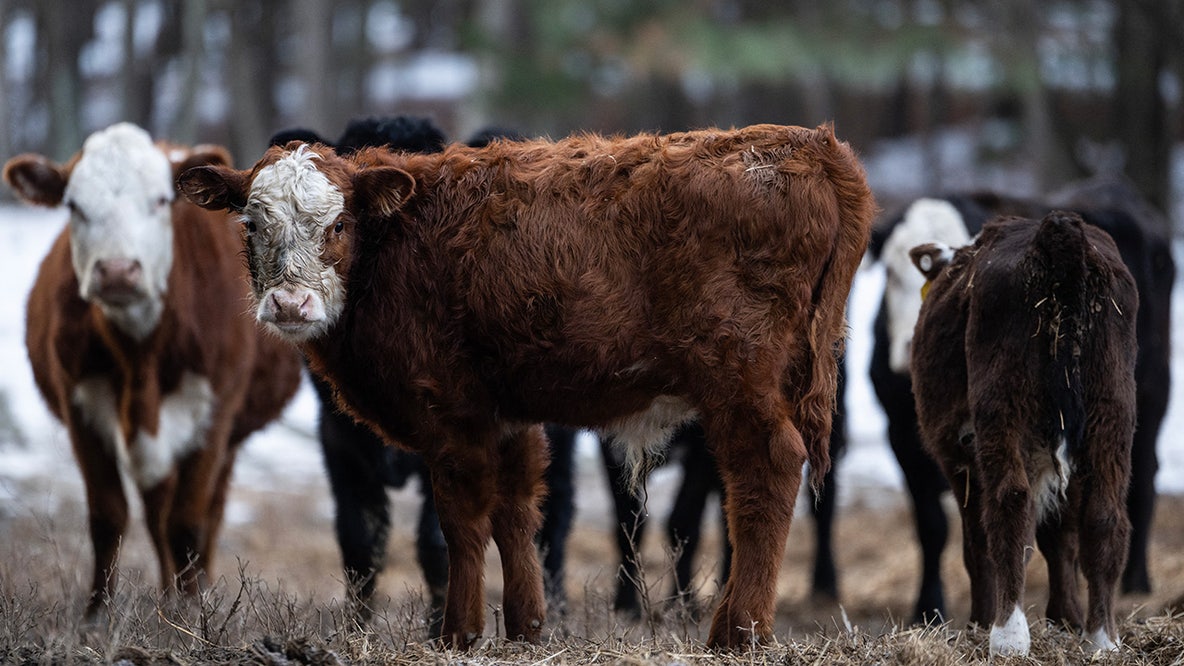 DOJ confirms antitrust probe of major meatpackers over beef price inflation