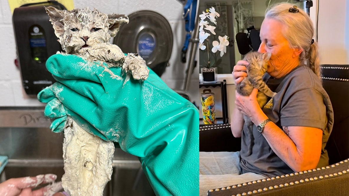 Kitten found stuck inside bucket of glue finds forever home