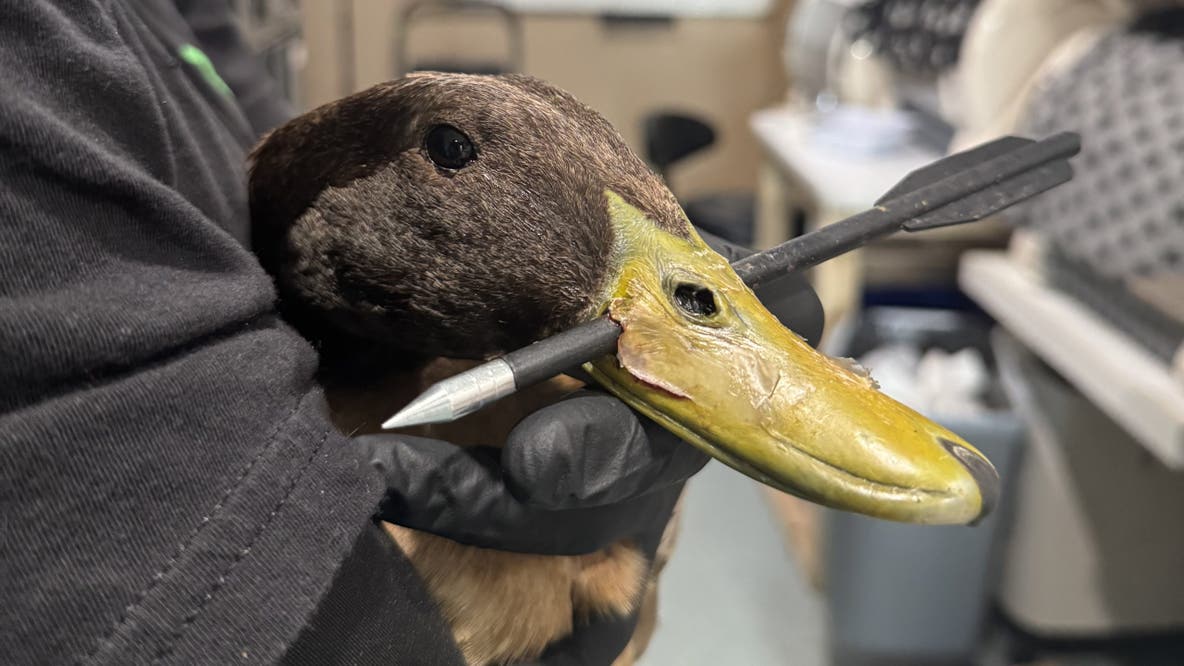 Rescuers save duck found with arrow lodged in bill: ‘It’s cruel'