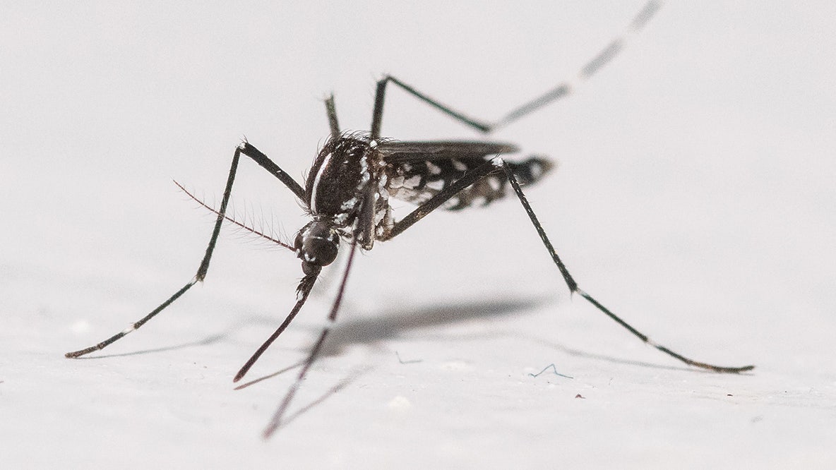 Google aims to release 64 million “good" mosquitoes in California and Florida