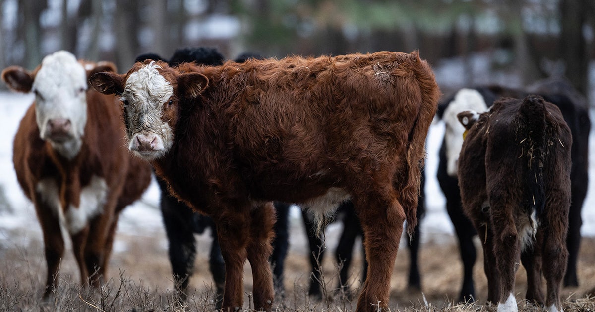 DOJ confirms antitrust probe of major meatpackers over beef price inflation