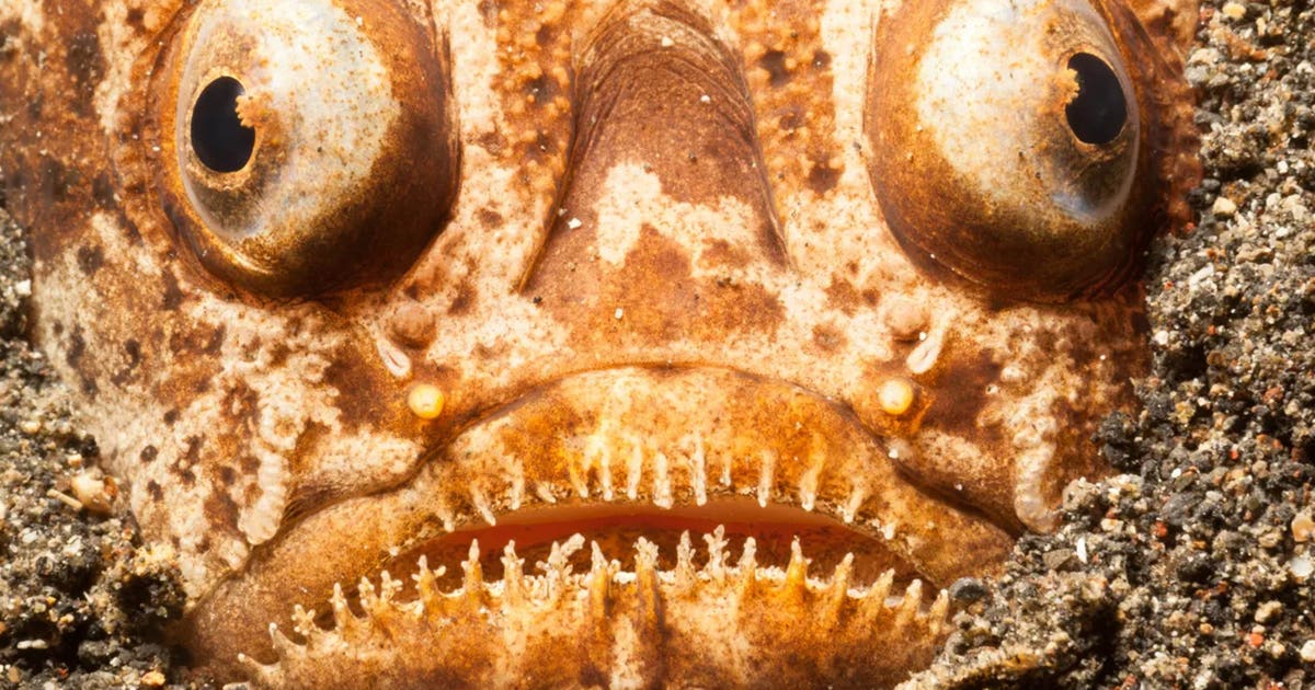 Deep-sea nightmare: The bone-chilling fish lurking along the ocean floor