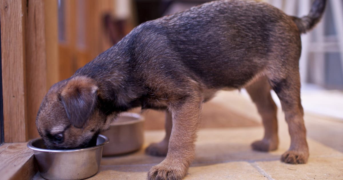 Raaw Energy pet food recall expanded over listeria concerns, reported illnesses
