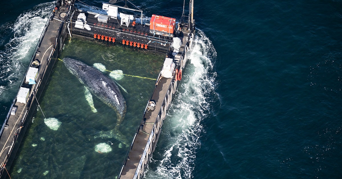 Whale at center of rescue effort controversy found dead off Denmark coast