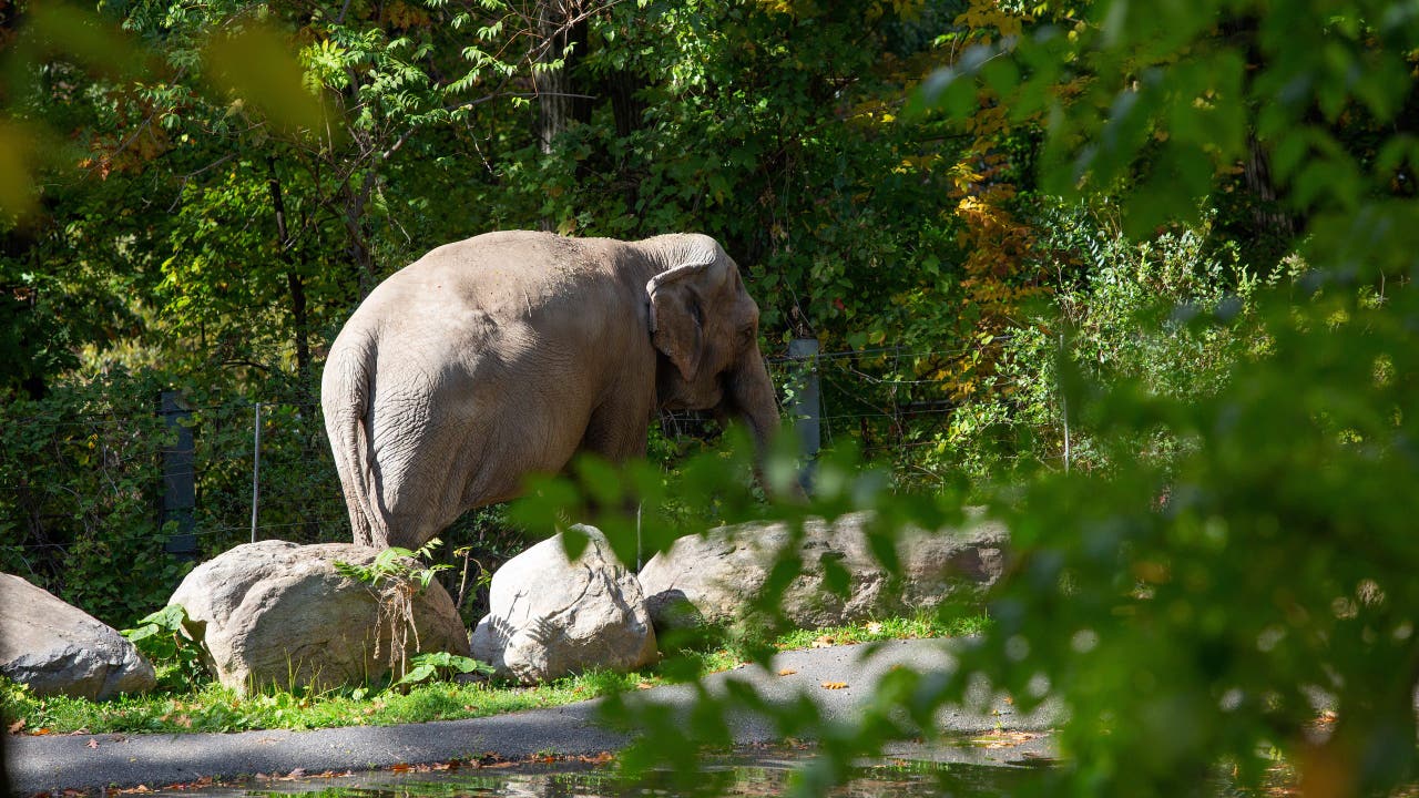 Happy the elephant, famous for mirror recognition study
