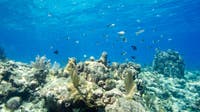 Woman dies after snorkeling trip off Key West