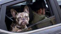 The price of pet parenthood is rising: Here's how much it costs to own a dog or cat in 2026