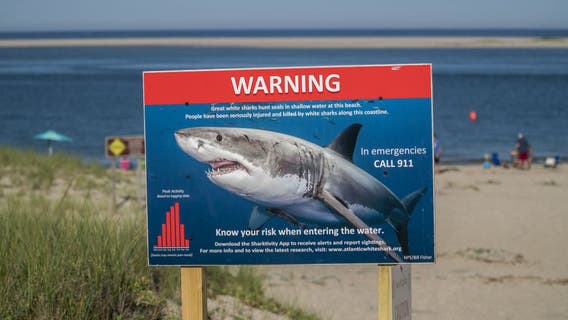 Man dies after 13-foot great white shark attack near island resort