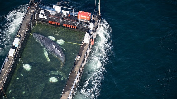 Whale at center of rescue effort controversy found dead off Denmark coast