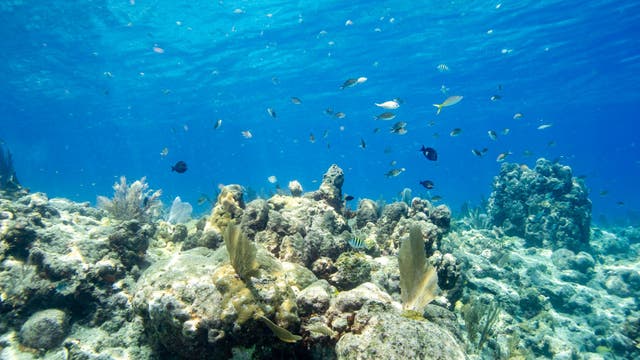 Woman dies after snorkeling trip off Key West