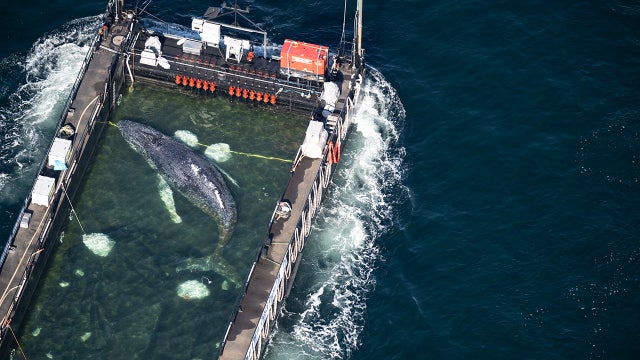 Whale at center of rescue effort controversy found dead off Denmark coast