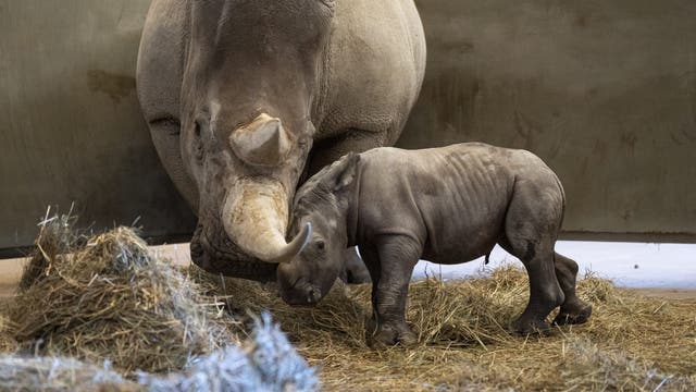 Swatting hoaxes trigger zoo evacuations nationwide