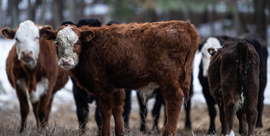 DOJ confirms antitrust probe of major meatpackers over beef price inflation