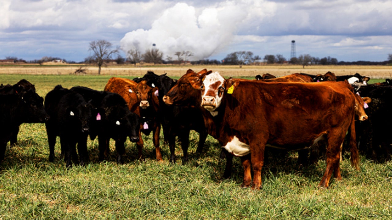 Cattle herd ‘fix’ is taking years longer than predicted, CEO warns amid historic beef shortage