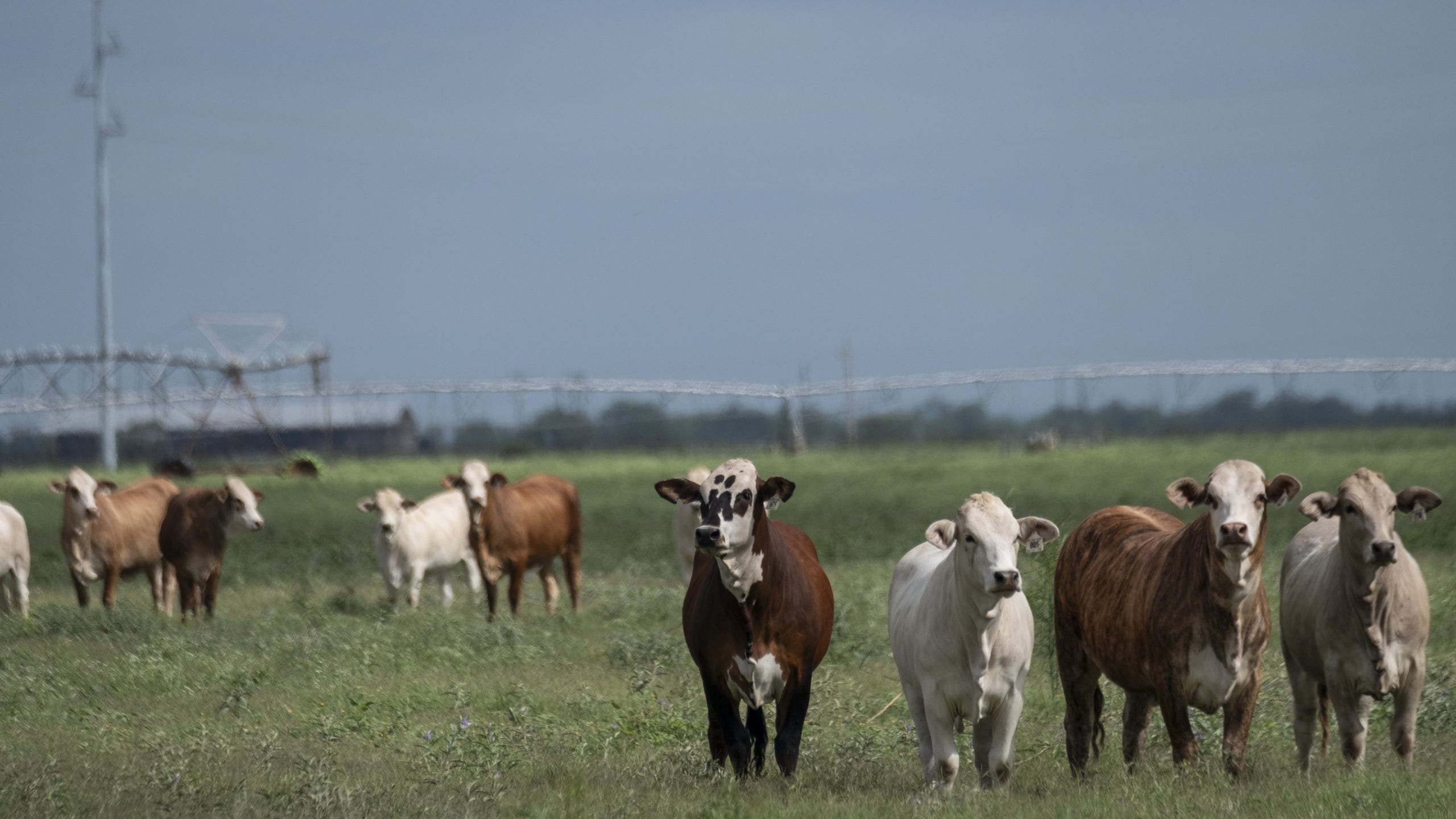 Screwworms in Texas: What an infestation means for livestock, beef supply and the economy