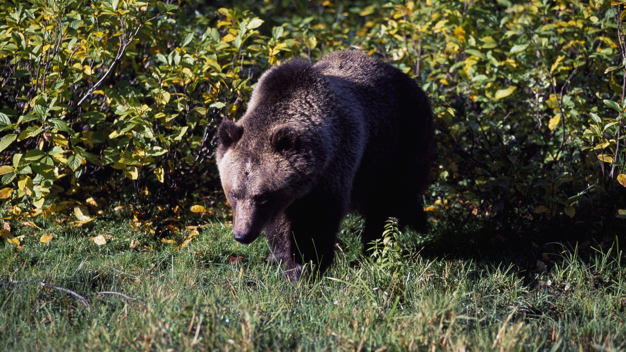 Grizzly bear mauls hiker, drags him dozens of feet on Glacier National Park trail