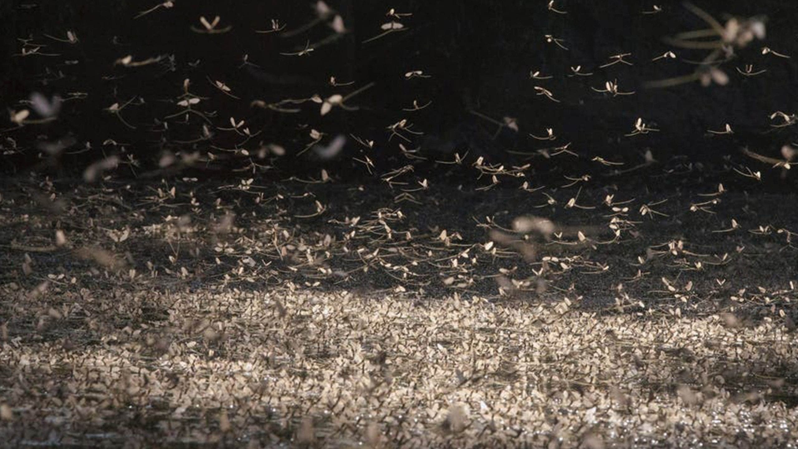 Thousands of mayflies swarm town in Ohio - and it's actually a good thing