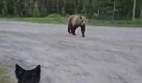 Woman escapes grizzly bear after terrifying encounter while walking her dog