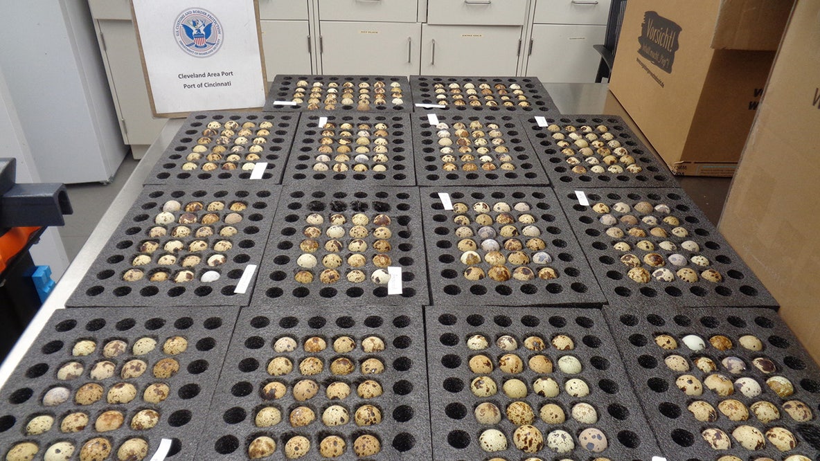 Fowl play: Hundreds of live eggs smuggled as winter coats seized
