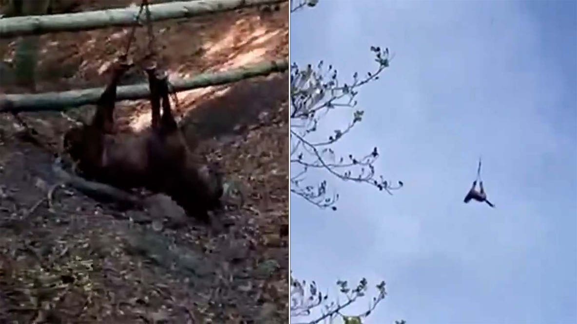 Watch: Horse airlifted to safety after falling into ravine