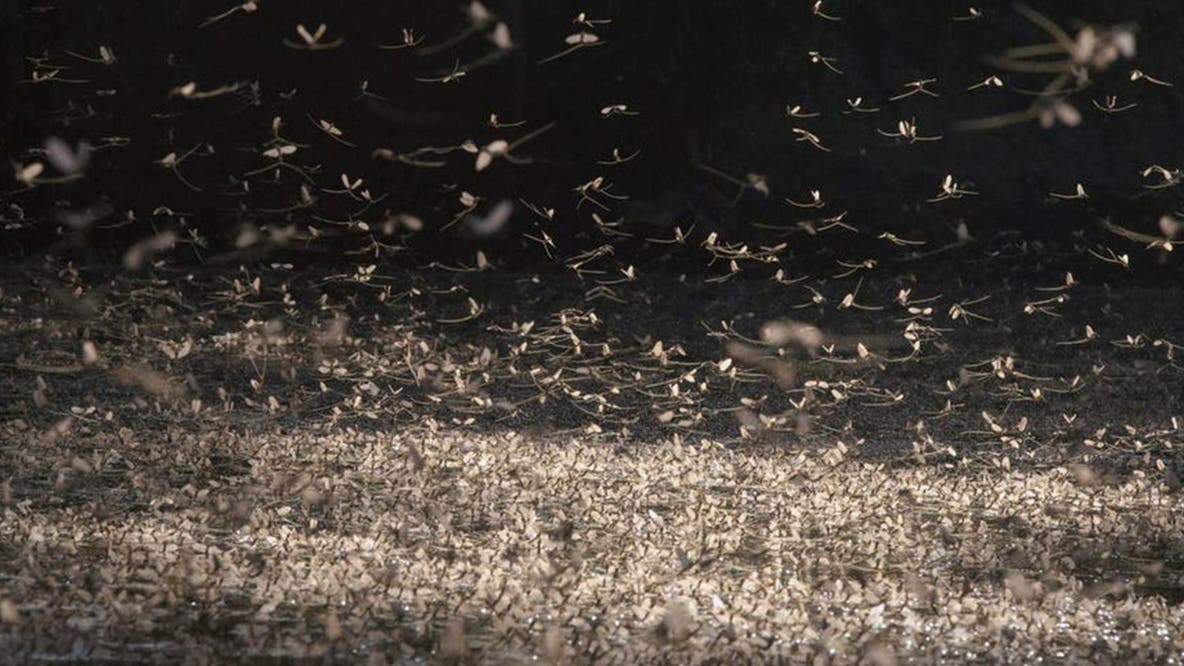 Thousands of mayflies swarm town in Ohio - and it's actually a good thing