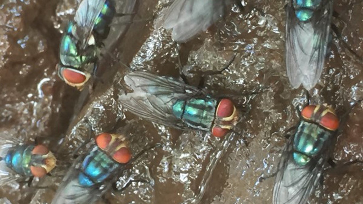 USDA warns of flesh-eating screwworm found just 25 miles from US border